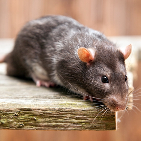 Dératisation Périgueux et Brantôme : dératiseur agréé rats et souris