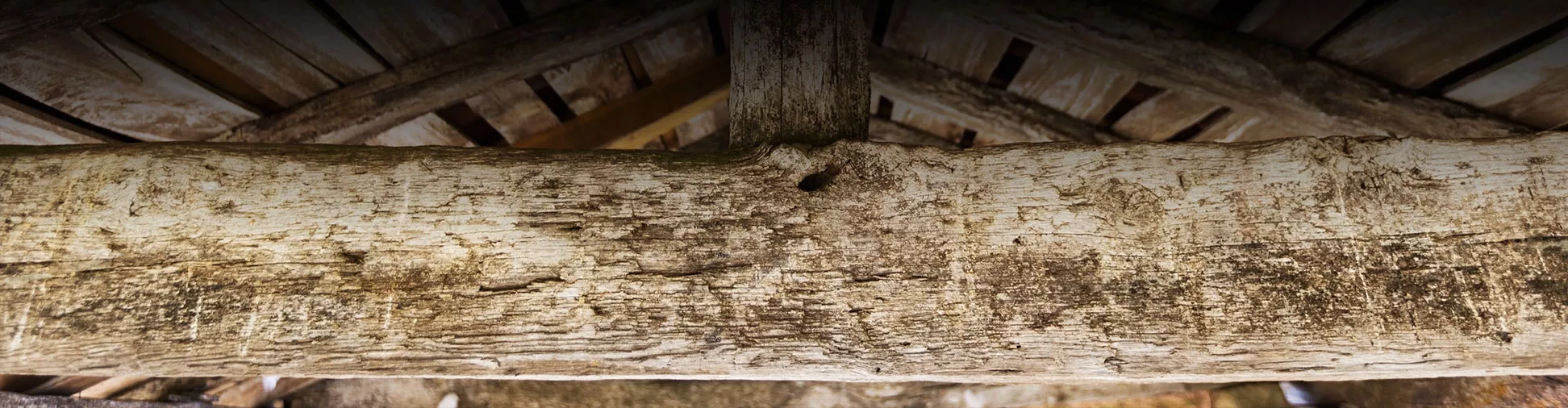 Dordogne Urgence Frelons Termites