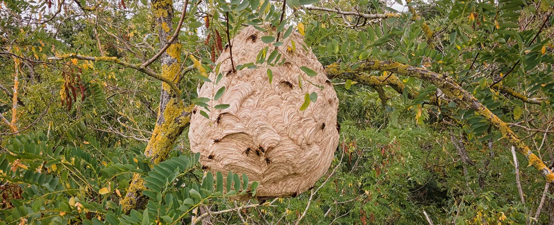 Dordogne Urgence Frelons Termites