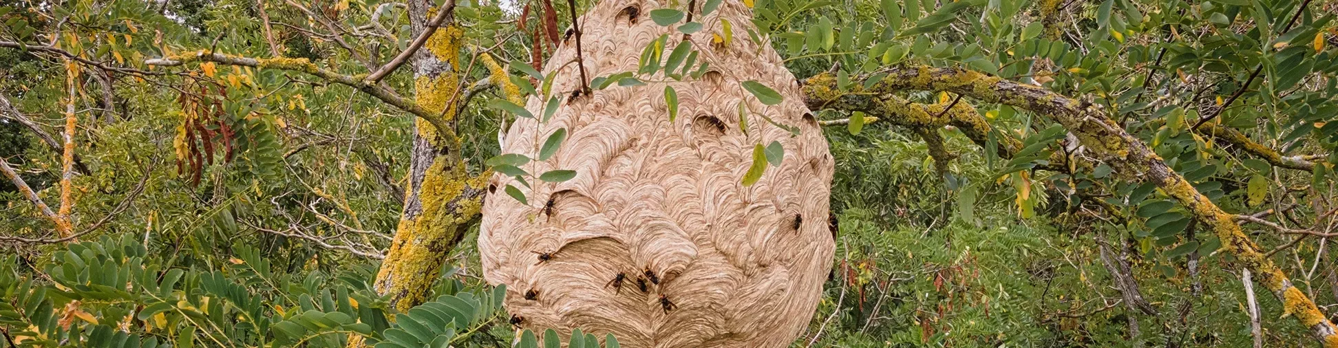 Dordogne Urgence Frelons Termites